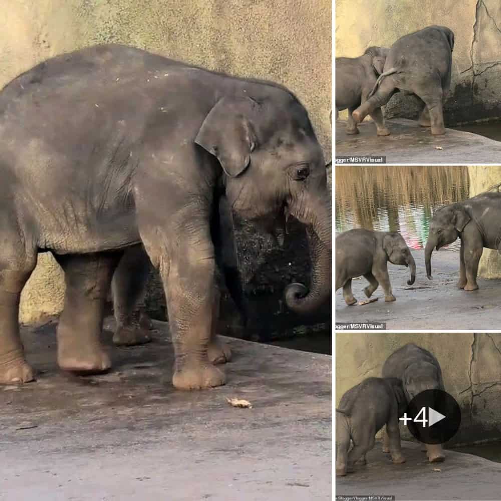 Adorable Baby Elephant's Playful Attempts To Get Older Sibling Into The Water