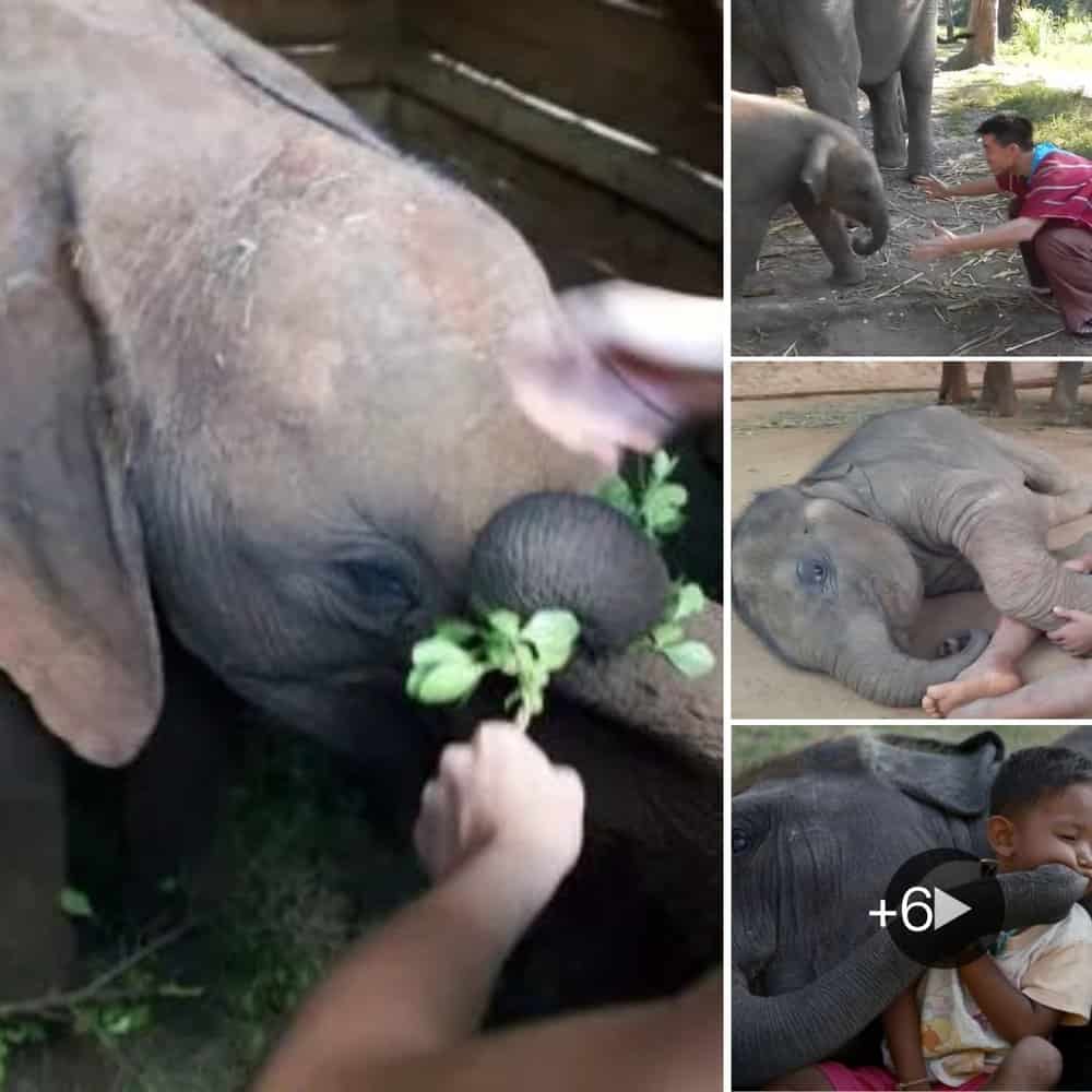 An Extraordinary Tale Of Friendship The Boy And His Baby Elephant