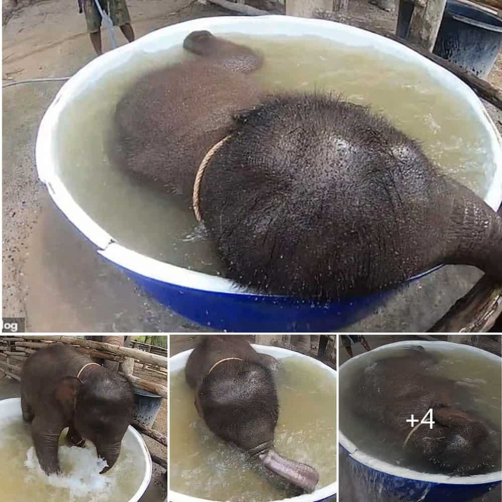 Bathing Baby Elephants Make A Splash Heartwarming Moments At Elephant Retirement Park