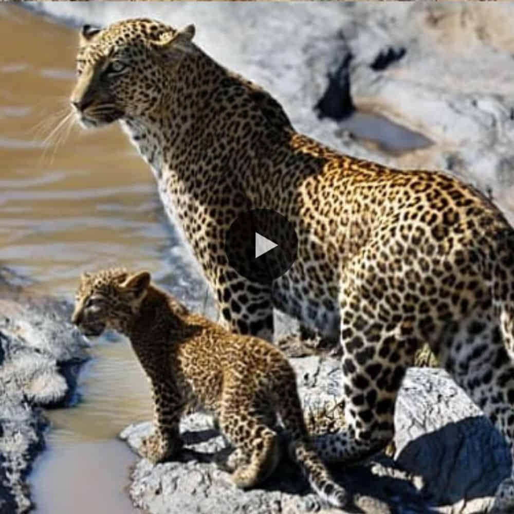 Beautiful Moments! Leopard Cub Try Crossing The Sabie River (video)