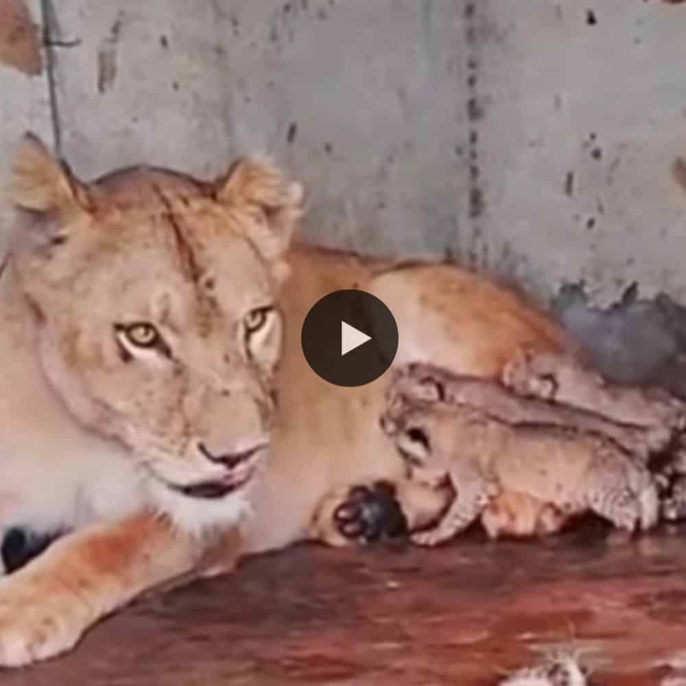 Born A Few Hours Ago Lion Cubs With Mom