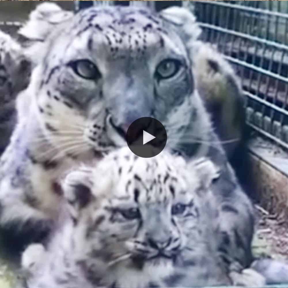 Cute Alert! Twin Snow Leopard Cubs Make Their First Debut Beautiful Family (video)