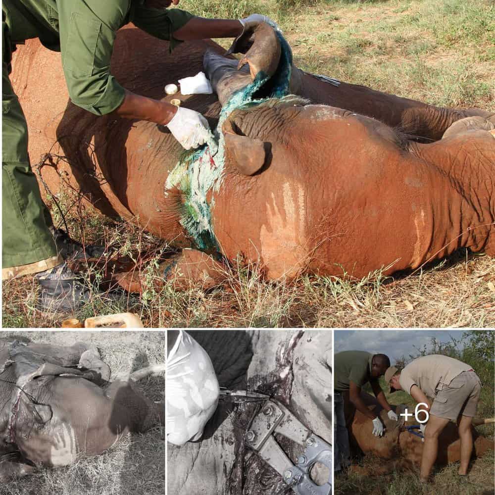 Daring Rescue Heroic Efforts Save Young Elephant From Lethal Snare Trap