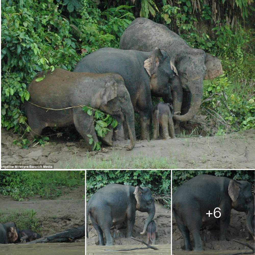 Elephant Family's Heroic Rescue Of Baby Calf A Heartwarming Tale Of Unity