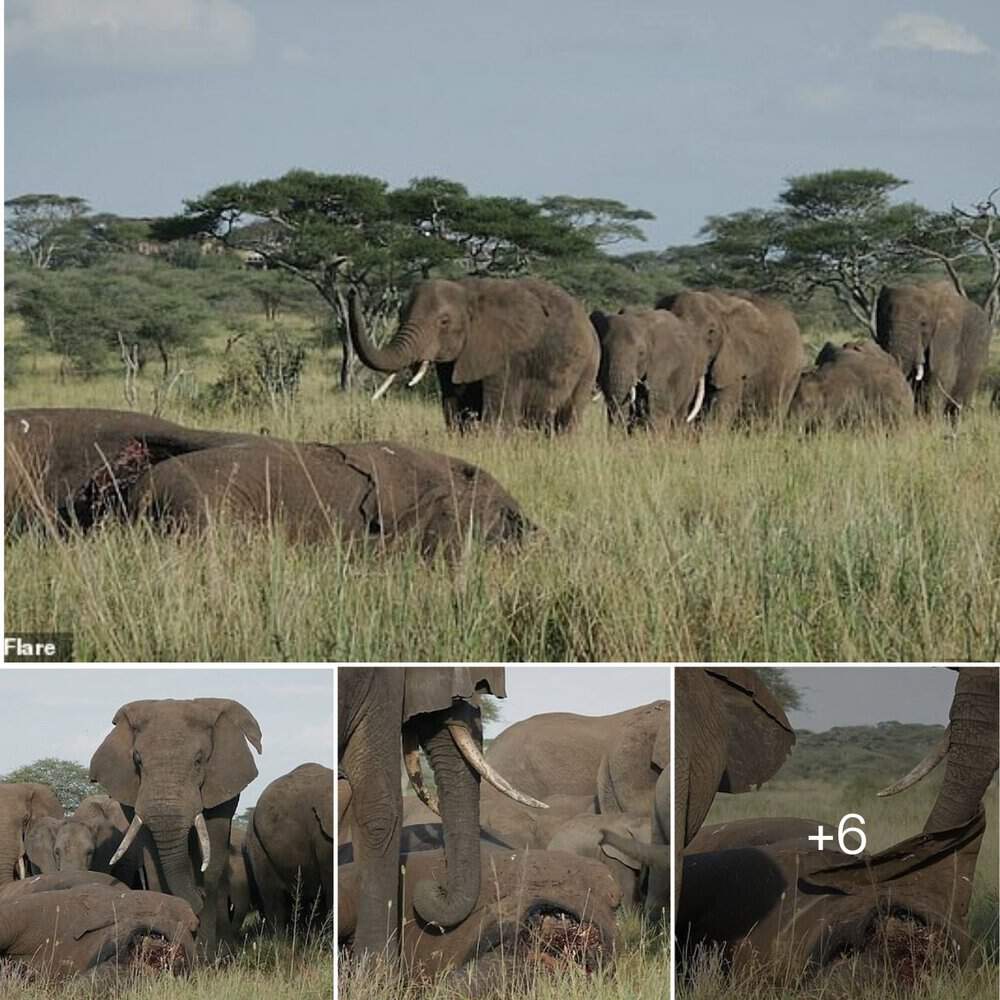 Elephants' Heartfelt Farewell To Departed Comrade A Touching Serengeti Tribute