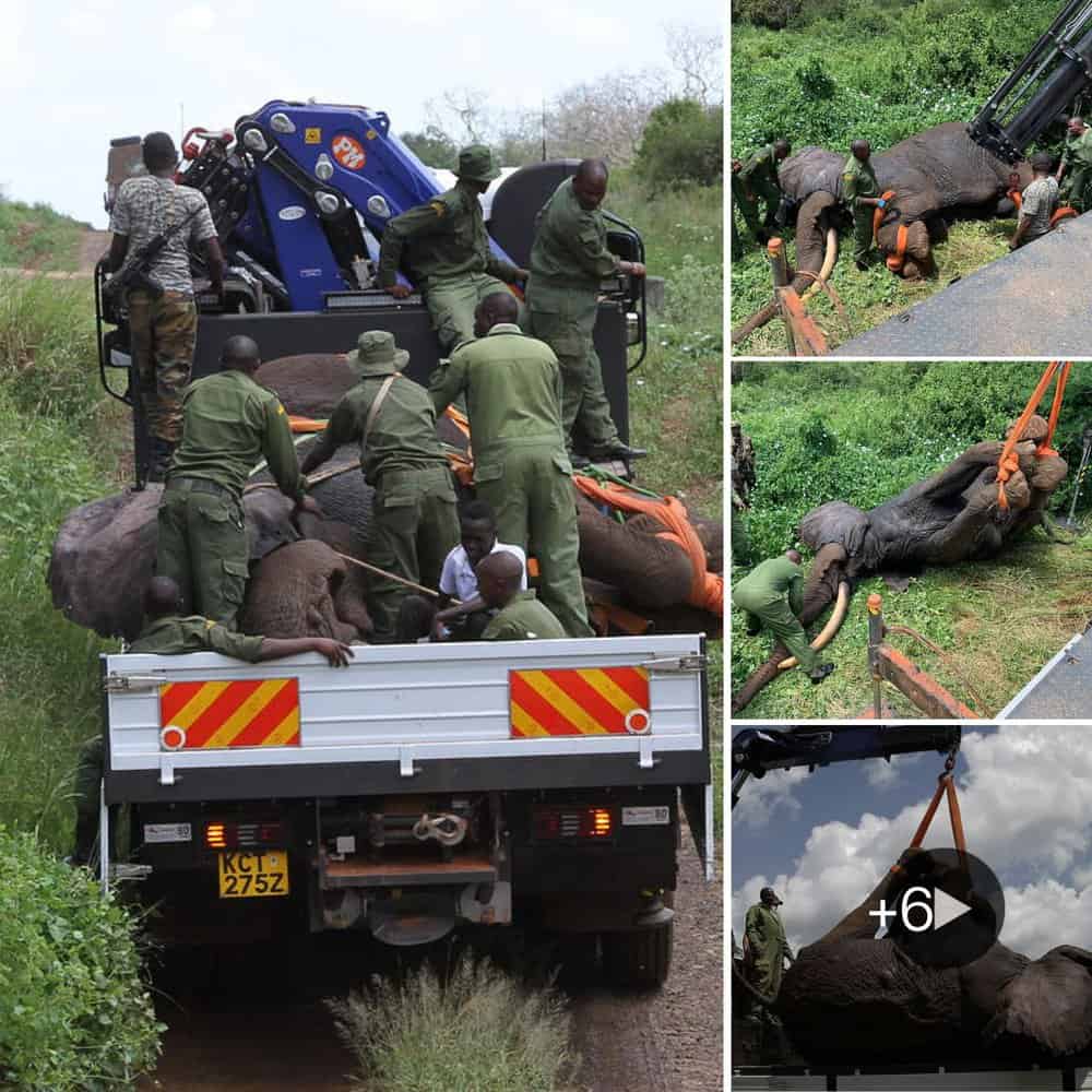 Ensuring Coexistence The Vital Role Of Elephant Relocation
