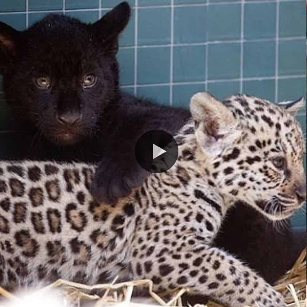 Found Two Completely Different Color A Black And Spotted Jaguar Cubs At The Leningrad Zoo So Beautiful (video)