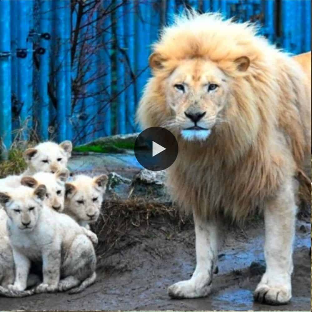 Four White Lion Cubs With Their Daddy In Magdeburg Zoo So Beautiful Family Lion (video)