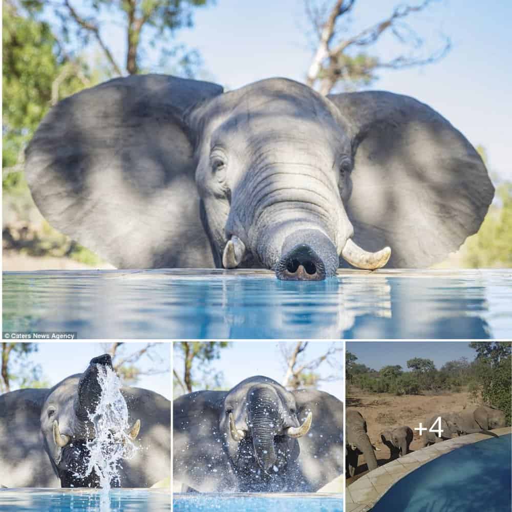 Heartwarming Encounter Baby Elephant Takes A Dip In South African Resort Pool