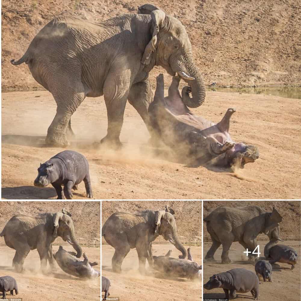 Incredible Act Of Maternal Bravery Hippo Defies Angry Elephant To Save Her Baby