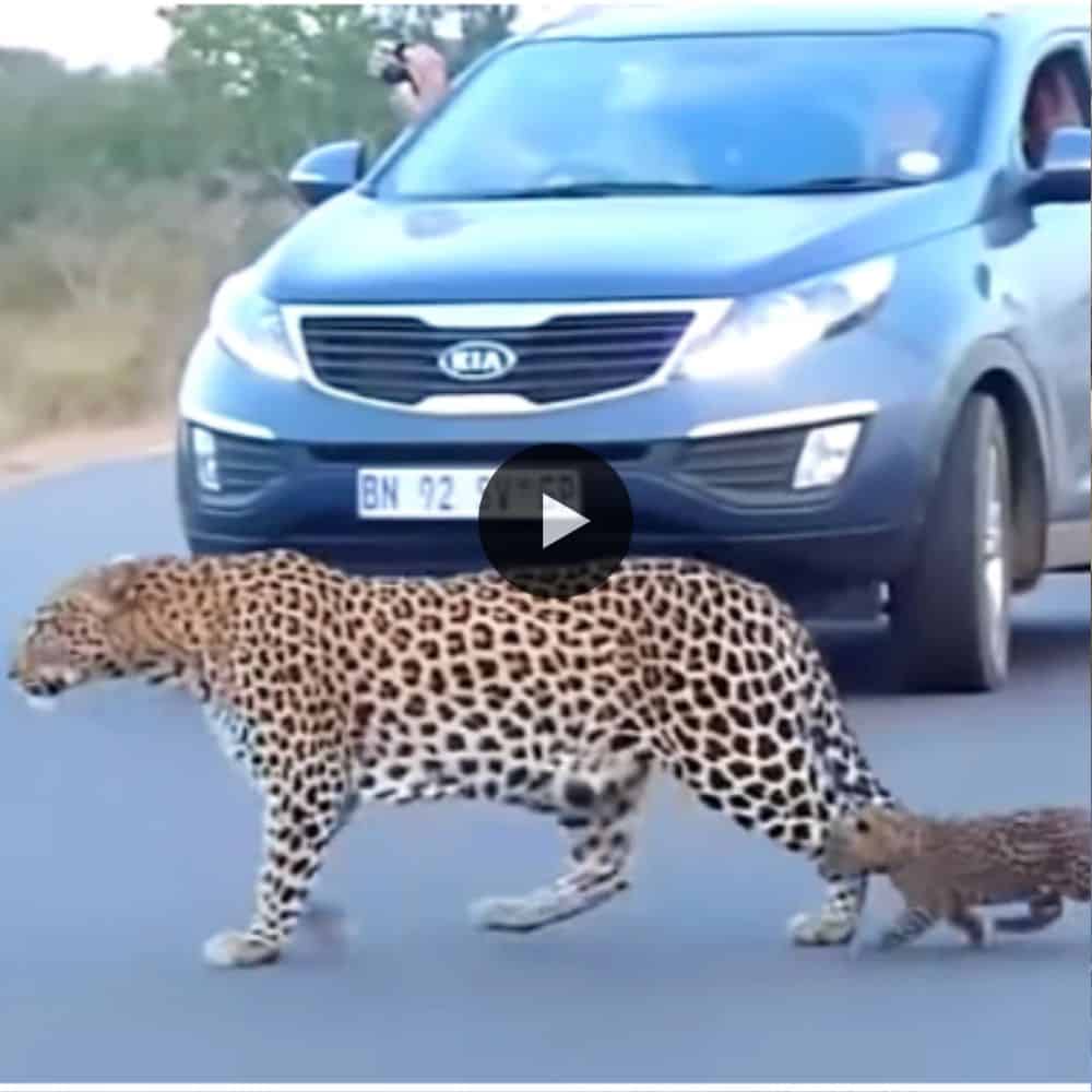 Leopard Cubs Learn How To Cross The Road So Adorable (video)