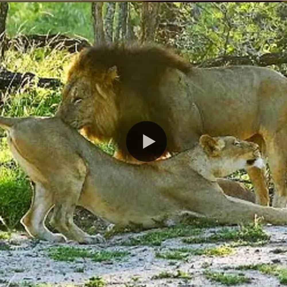 Lion Mom Lost Lion Cub, The Cub Go Visit An Other Lion Pride 4km From Home (video)