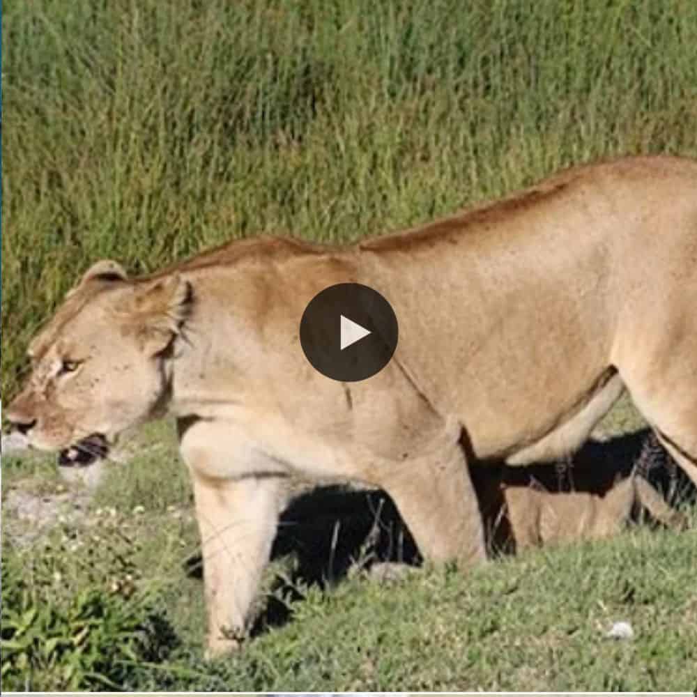 Lion Mother Takes Lion Cubs Outside For The First Time (video)