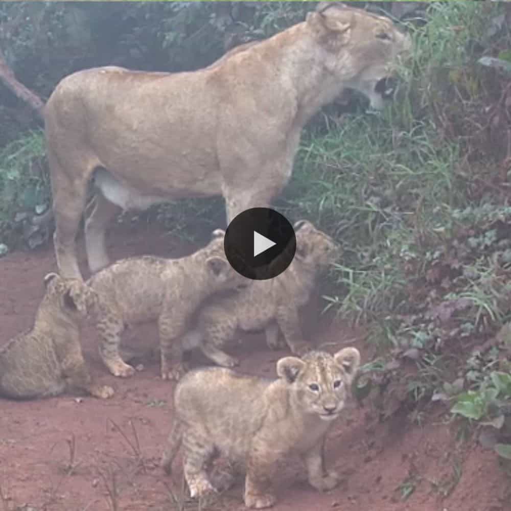 Lion Mom Teaching Tiny Lion Cubs Eat Grass In Early Morning (video)