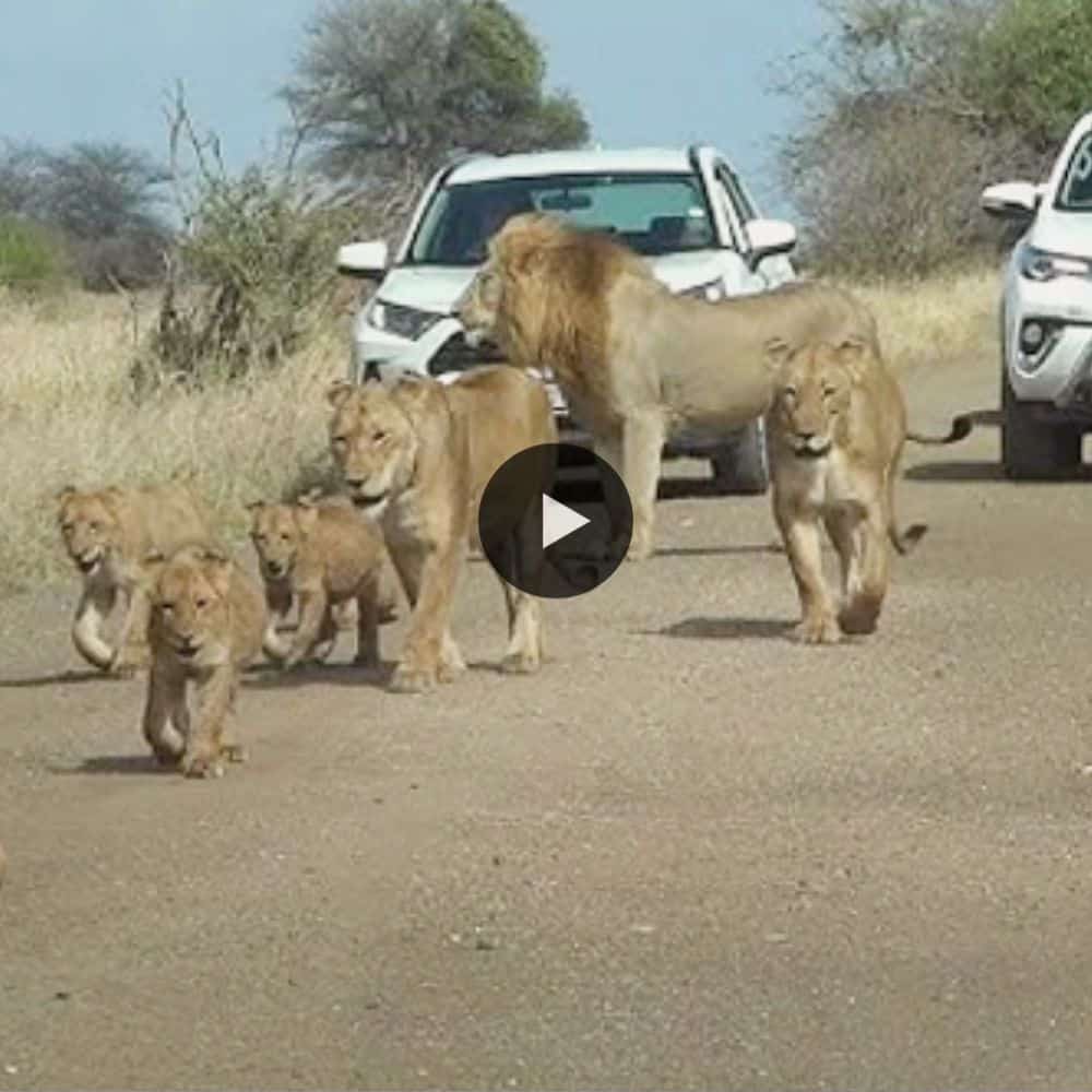 Lion Pride Block Road With Many Title Cubs So Adorable (video)