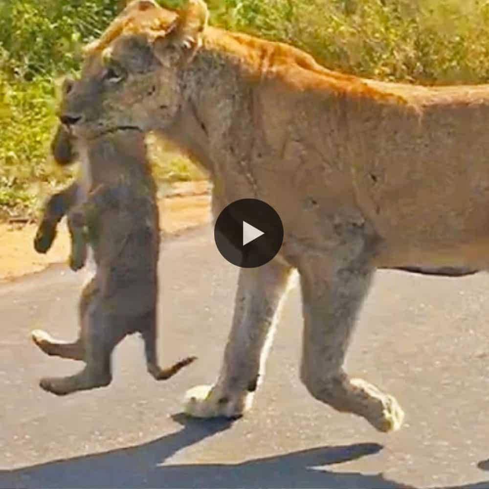 Lioness Rescues Her 6 Cubs After An Elephant Chase (video)