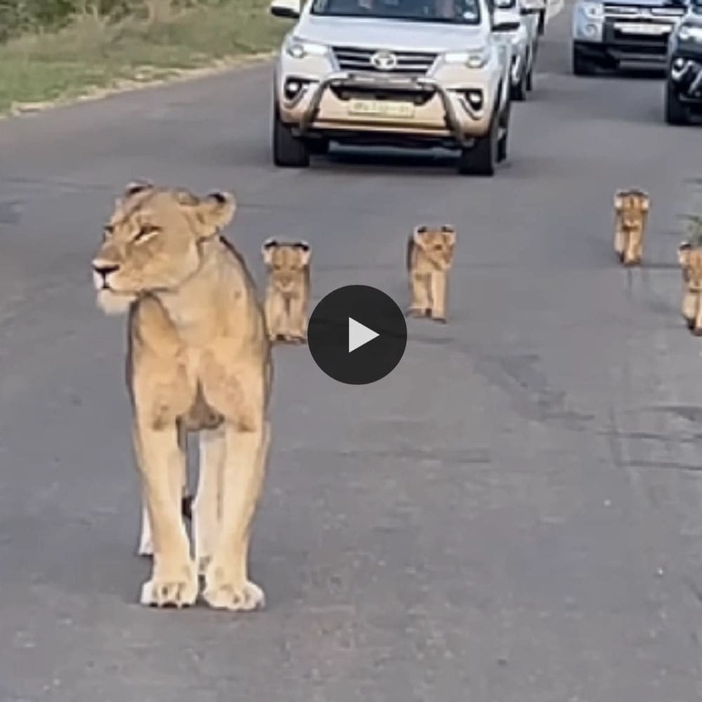 Lioness And Little Cubs Cutest Make A Traffic Jam In Kruger National Park (video)