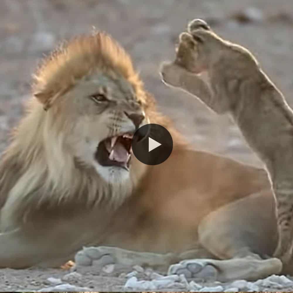 Mischievous Lion Cub Isn't Afraid Of His Father As He Wrestles With Him (video)