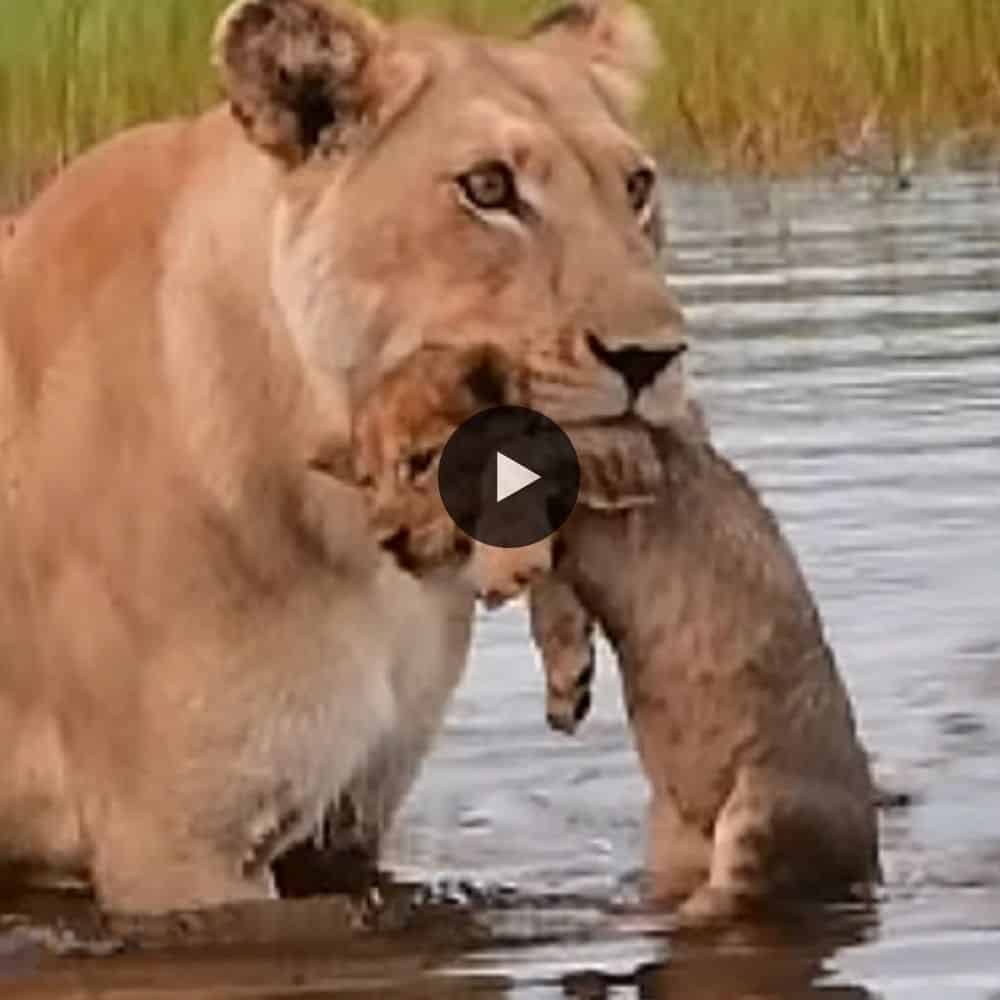 Mom Goes After Lion Cub That’s Washed Away In Flooding River (video)