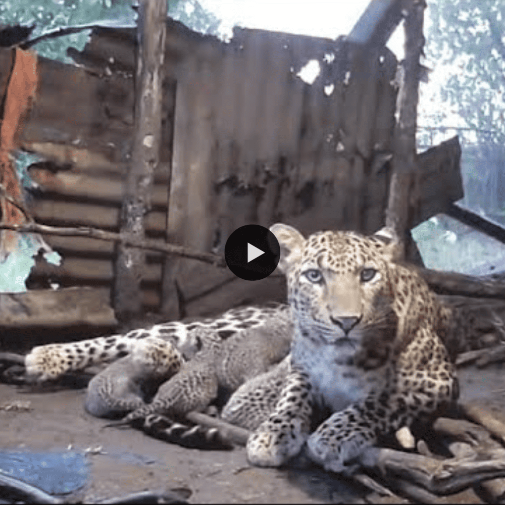 Mom Leopard Gives Birth To Four Tiny Cubs Inside A Farmer's Hut (video)