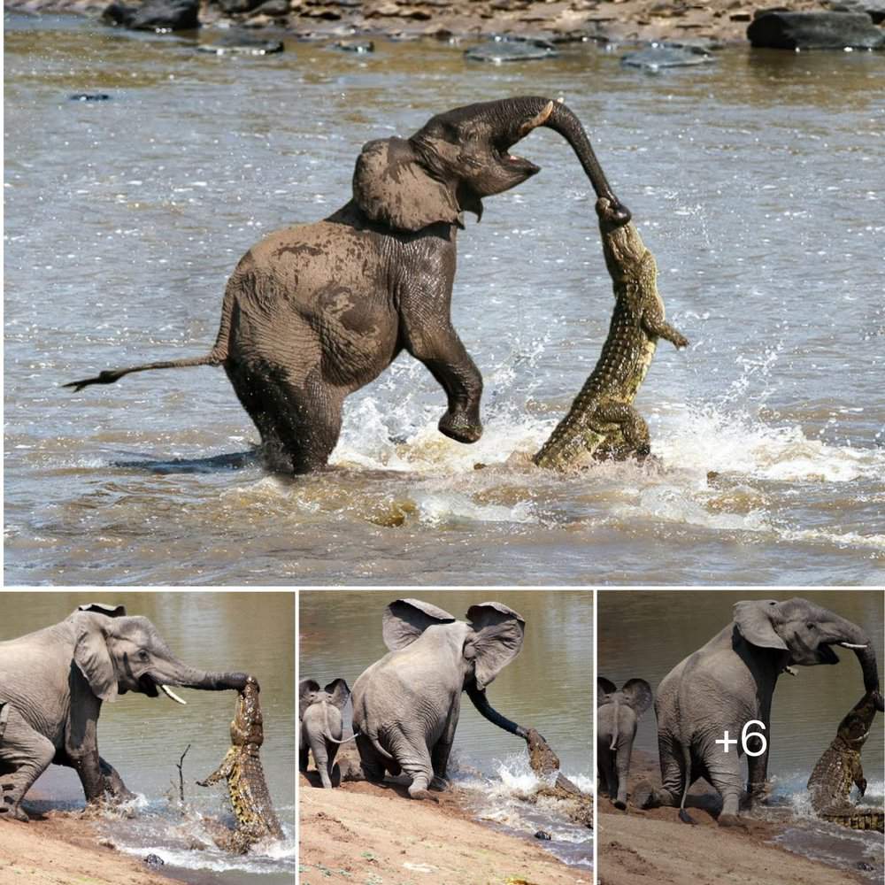 Mother Elephant's Heroic Act Defending Her Young From Crocodile Attack