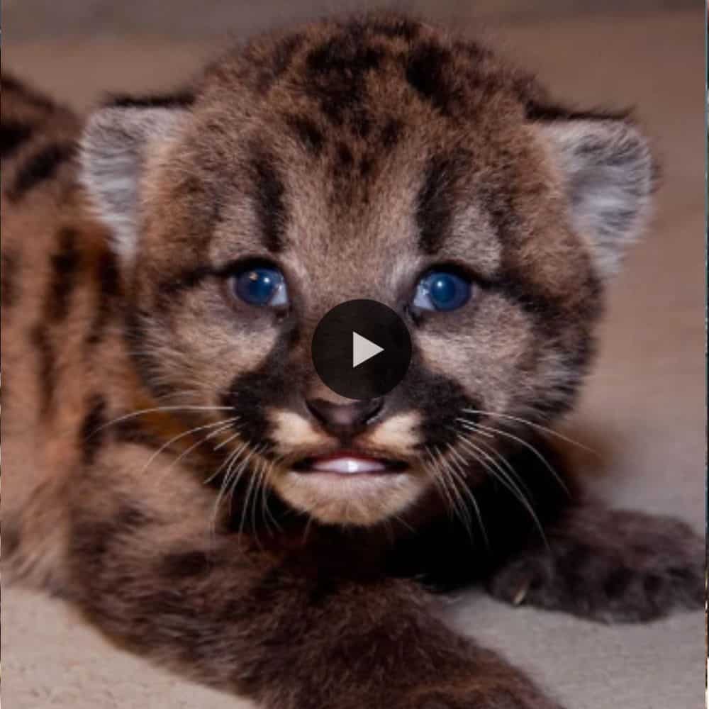 Oh!! That Incredibly Beautiful Little Face And So Precious! Newborn Cougar [puma] Cub So Adorable (video)