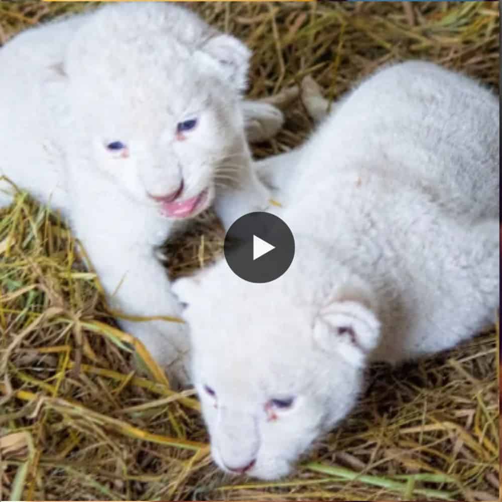 Rare White Tiny Lion Cubs , Is Just 30days Old At Serbia Zoo So Adorable (video)