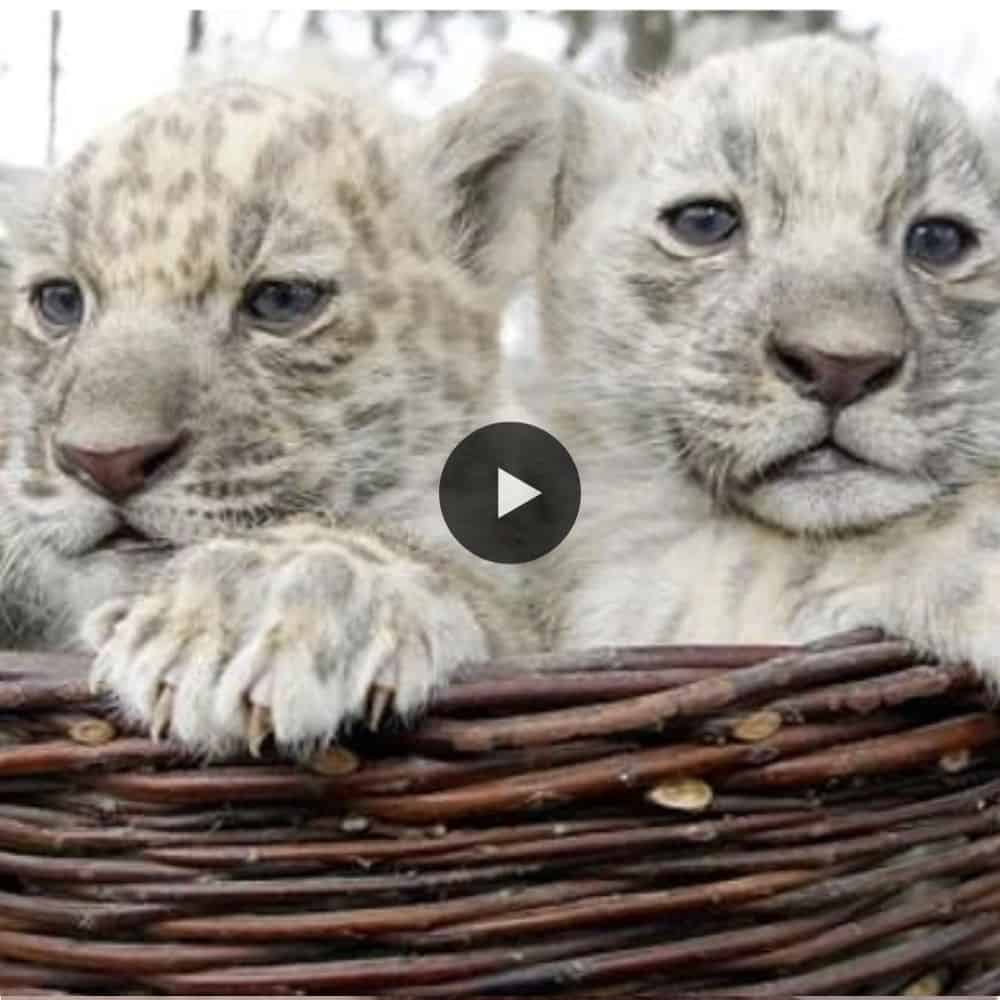 Rare Albino Two Jaguar Cubs Born From Black Mother In Aschersleber Zoo So Adorable (video)