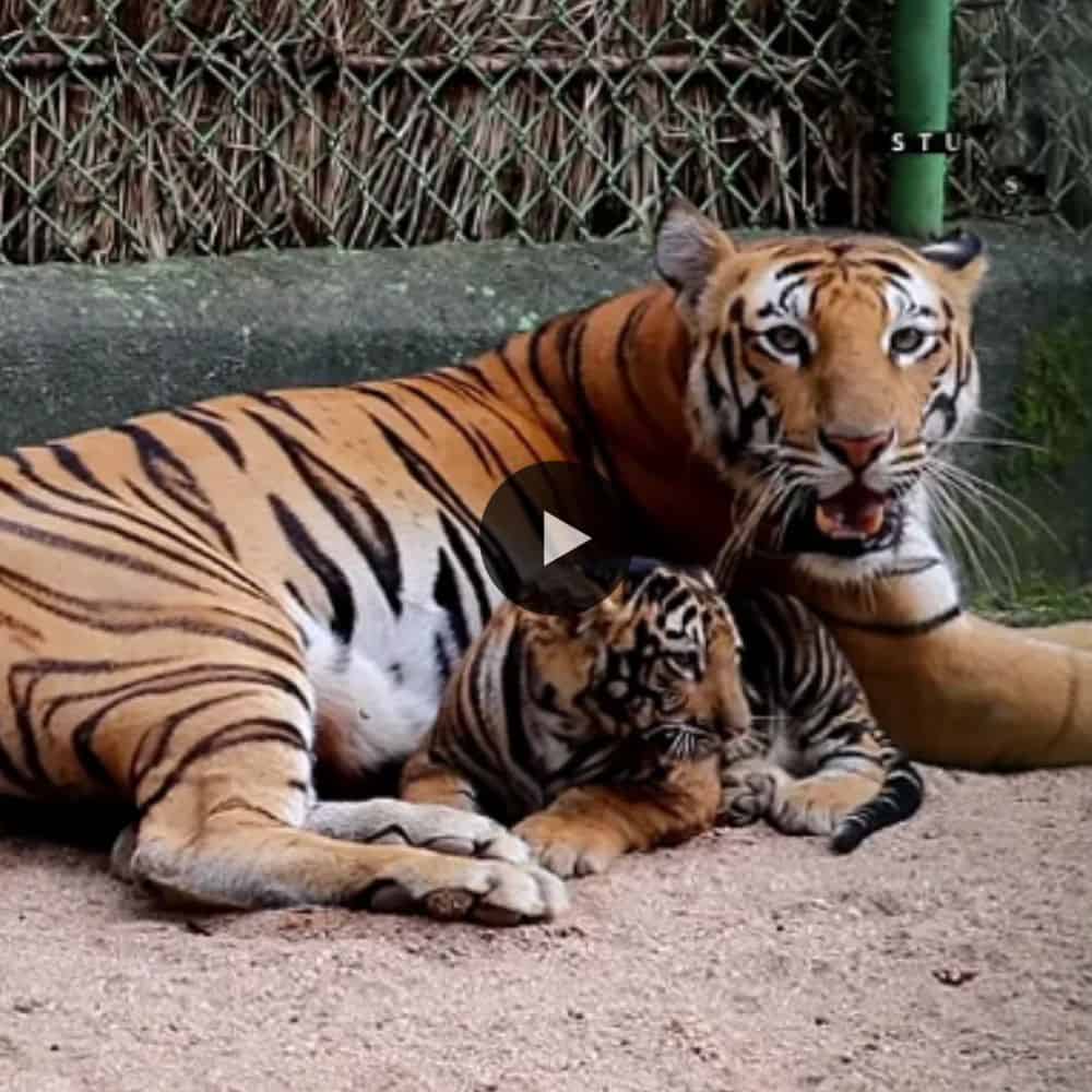 Rare Black Tiger Cub Born In Bagwan Birsa Biological Park So Beautiful (video)