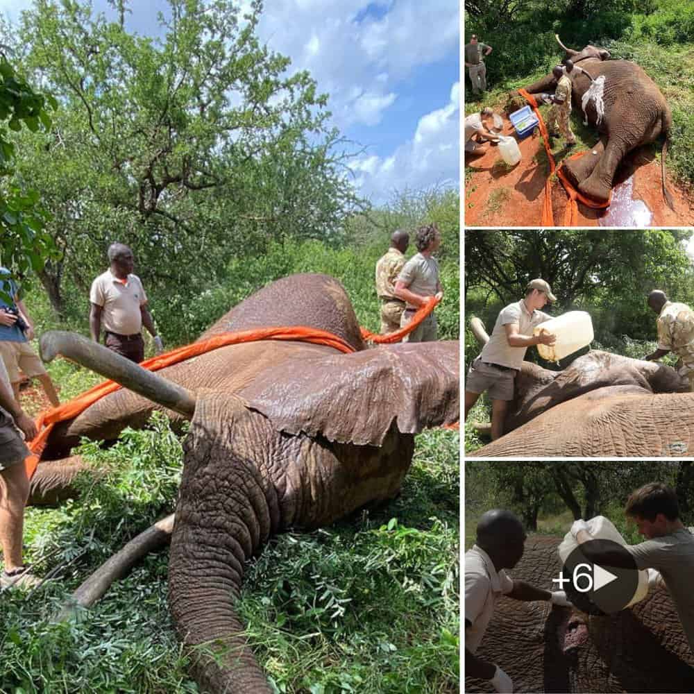 Rejuvenating An Injured Elephant A Daring Rescue Mission In Tsavo East National Park