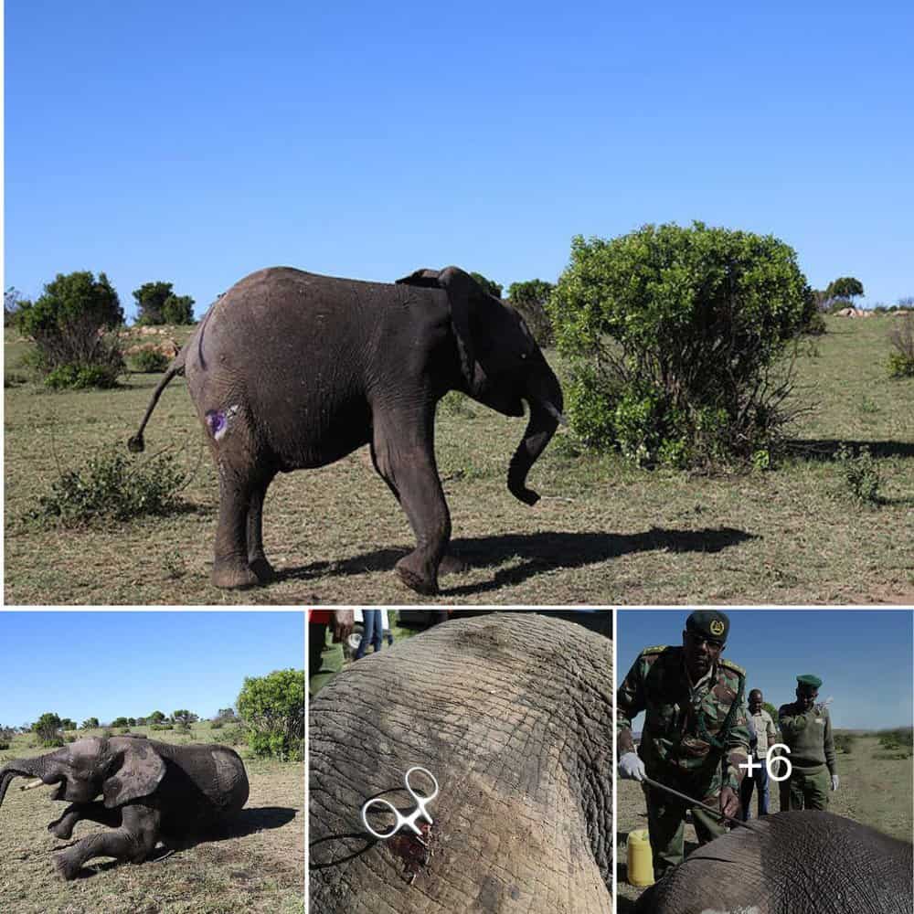 Rescued Masai Mara's Elephant Bull Survives Spear Ordeal