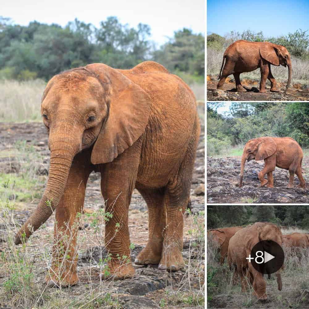 Resilient Elephants Of Tsavo Adapting To Scarcity In Search Of Survival