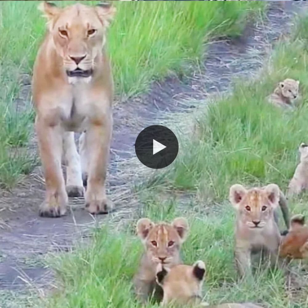 Road Overloaded With Tiny Lion Cubs So Adorable And Beautiful (video)