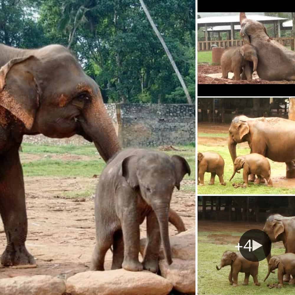 Sa Ngae A Journey Into The Heart Of Wildlife And Elephants With Your Loved Ones