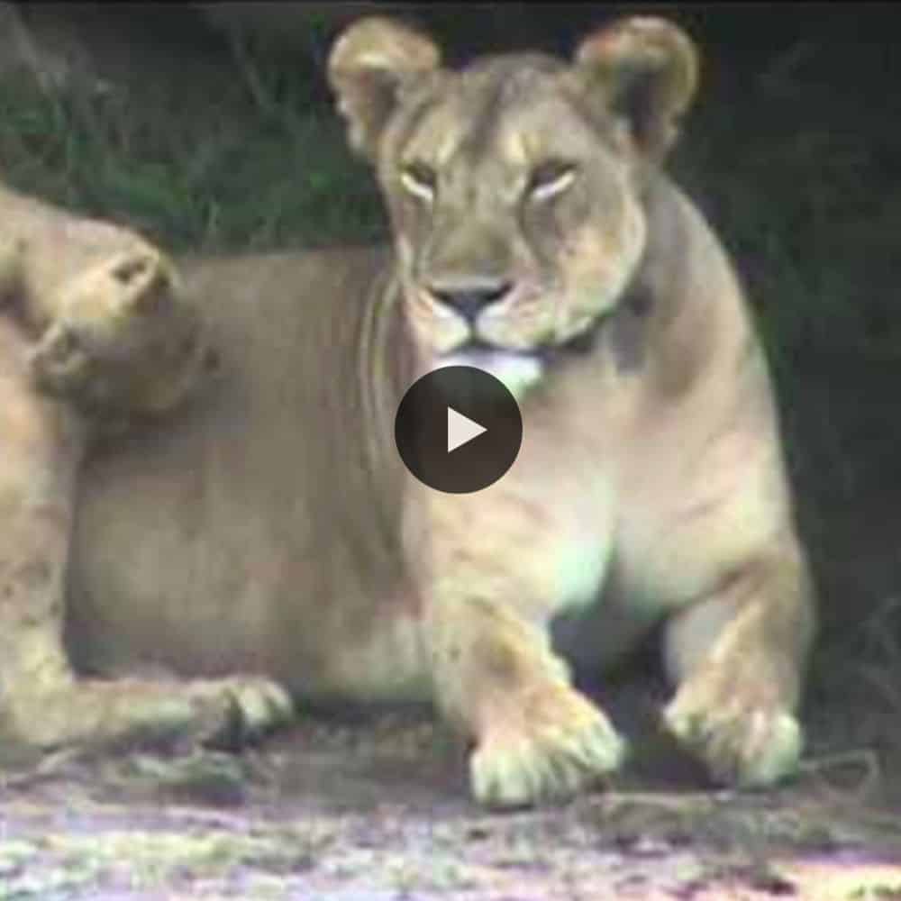 So Cute Lion Cub Sleep On Mom's Back (video)