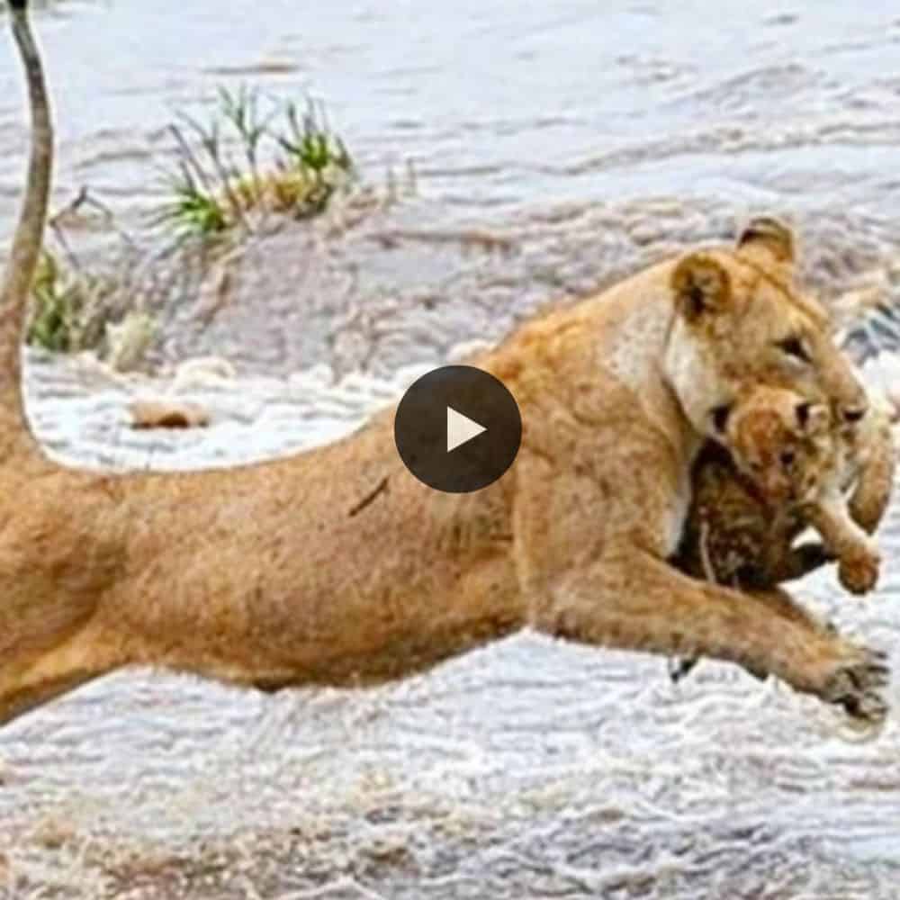 The Lioness Mom That Saved Her Cub While Crossing A River(video)