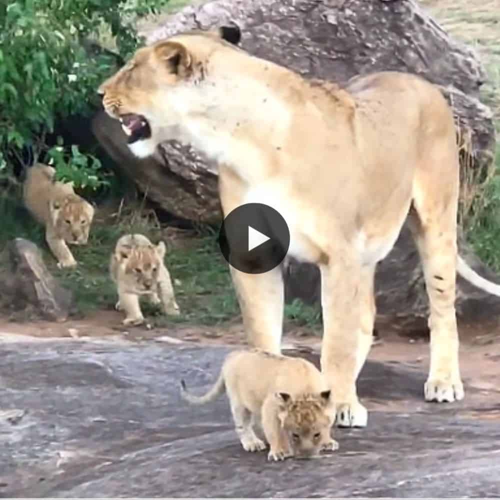 This Is Absolutely Adorable! Three Tiny Lion Cubs With Lovely Mom ! (video)