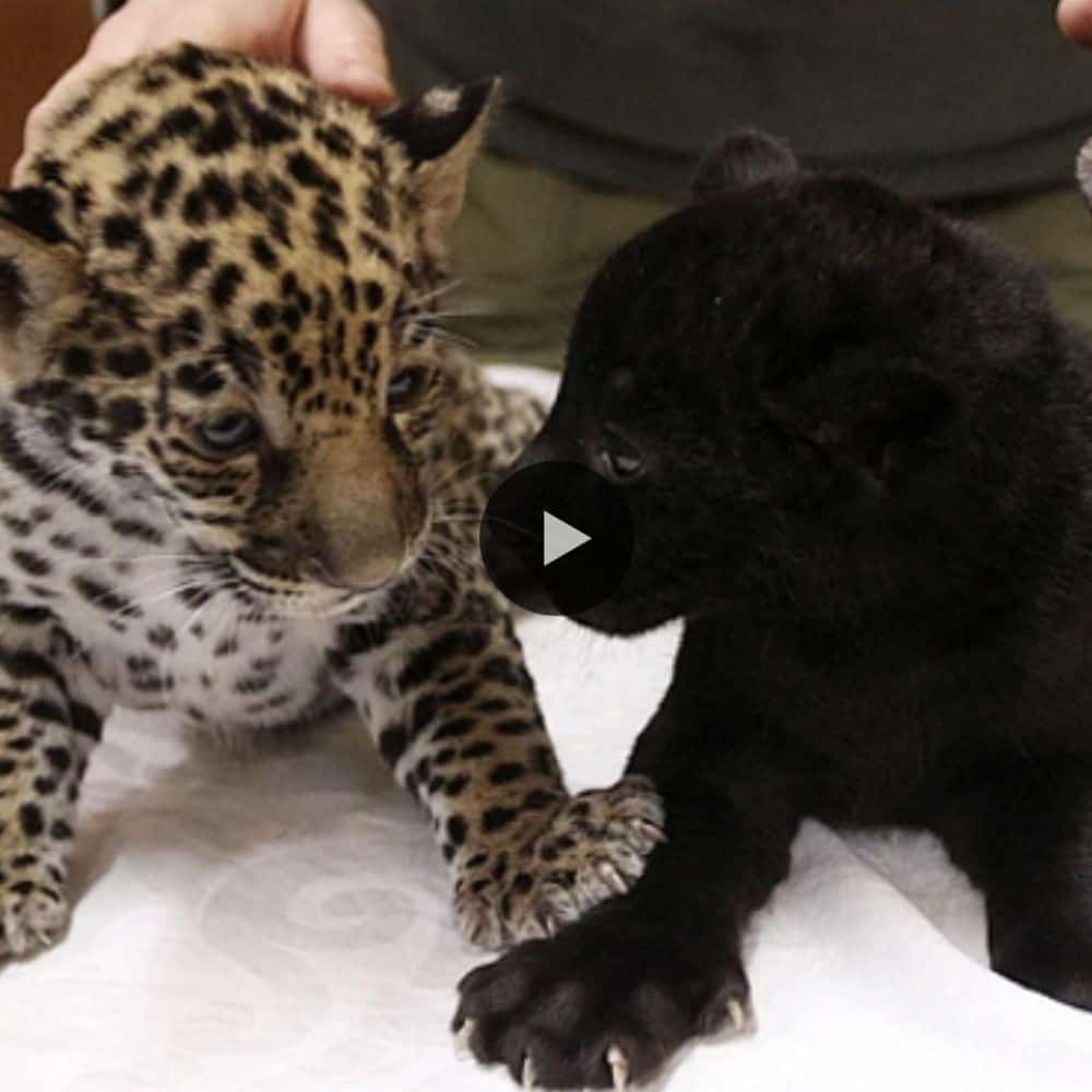 Three Jaguars Born From Black Mom And Growing Up In The St. Petersburg Zoo And The Most Beautiful (video)