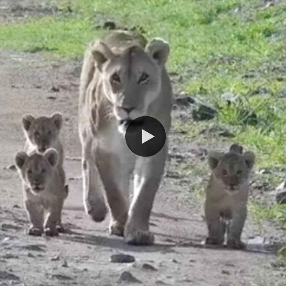 Tiny Lion Cubs Discover World And See Human For First Time (video)