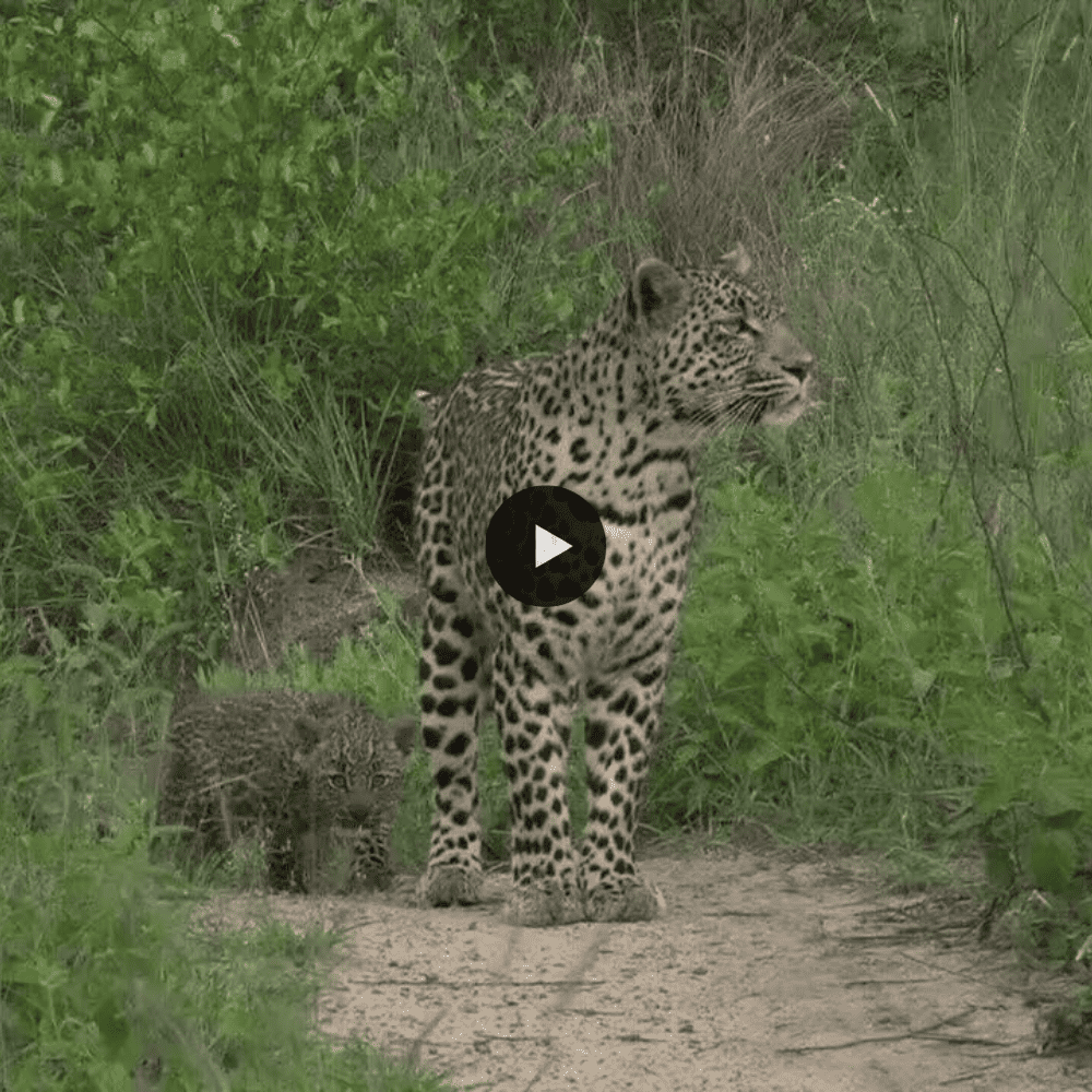 Tiny Leopard Came Out With Mom For The First Time So Adorable (video)