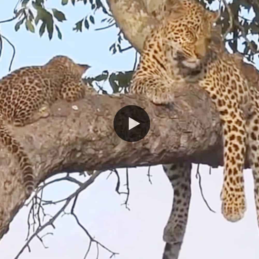 Tiny Leopard Climb To The Top Three For Sleep Near Mom So Beautiful (video)