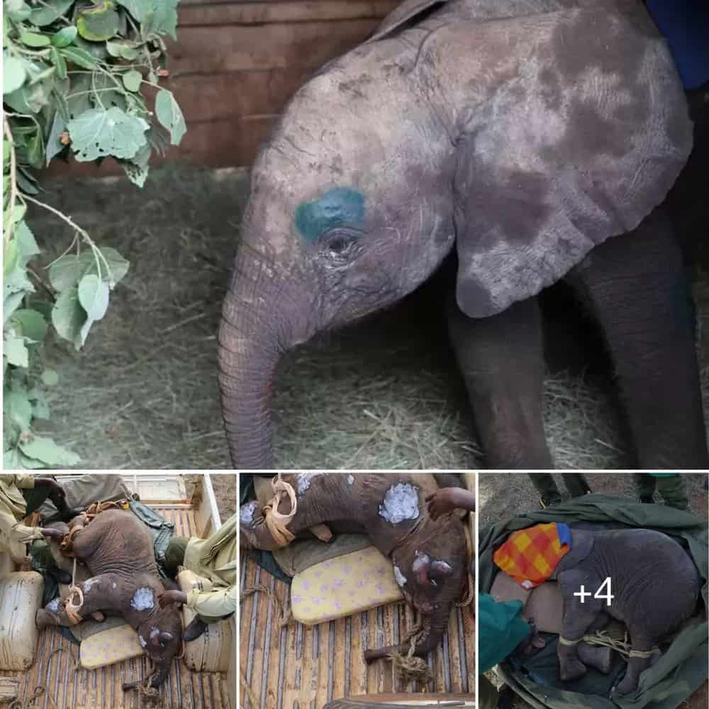 Touching Rescue Baby Elephant's Dramatic Escape From Danger