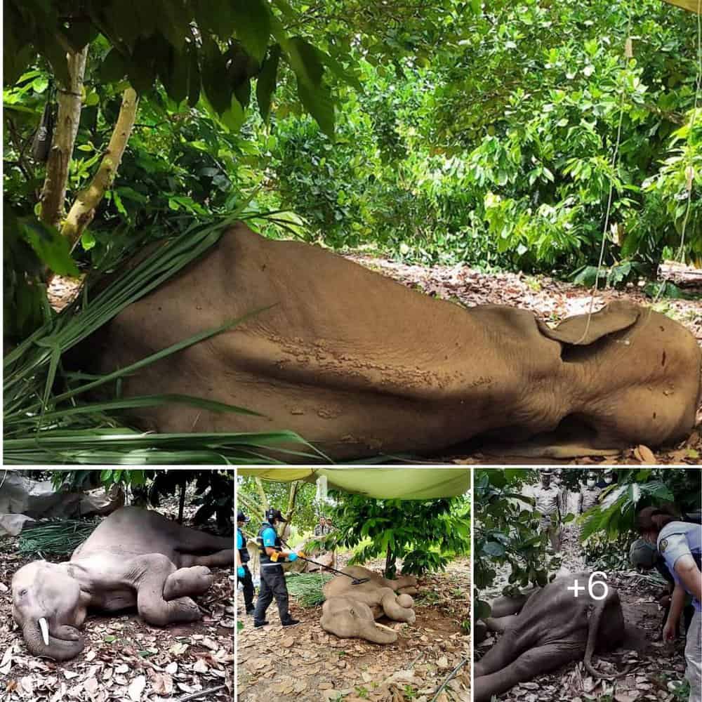 Tragic End Brave Battle For Survival By Young Elephant In Thailand Ends In Heartbreak