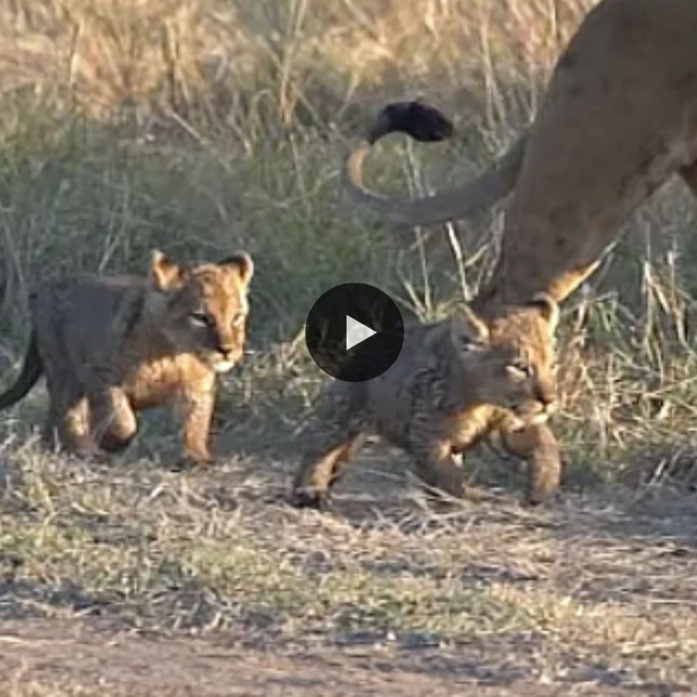 Twin Tiny Lion Cubs Walk Outside With Mum The First Time So Precious (video)