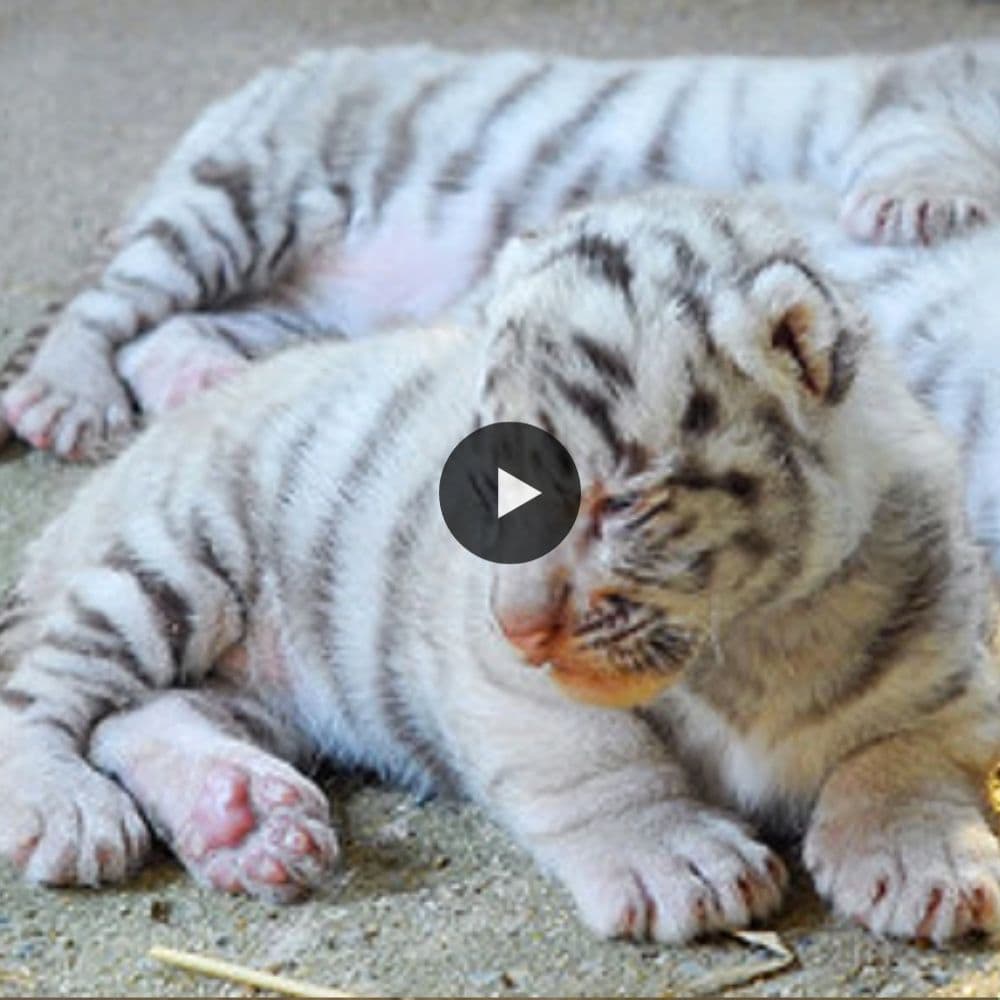 Wow!!! Adorable Three Tiger Cubs Lie On The Floor (video)
