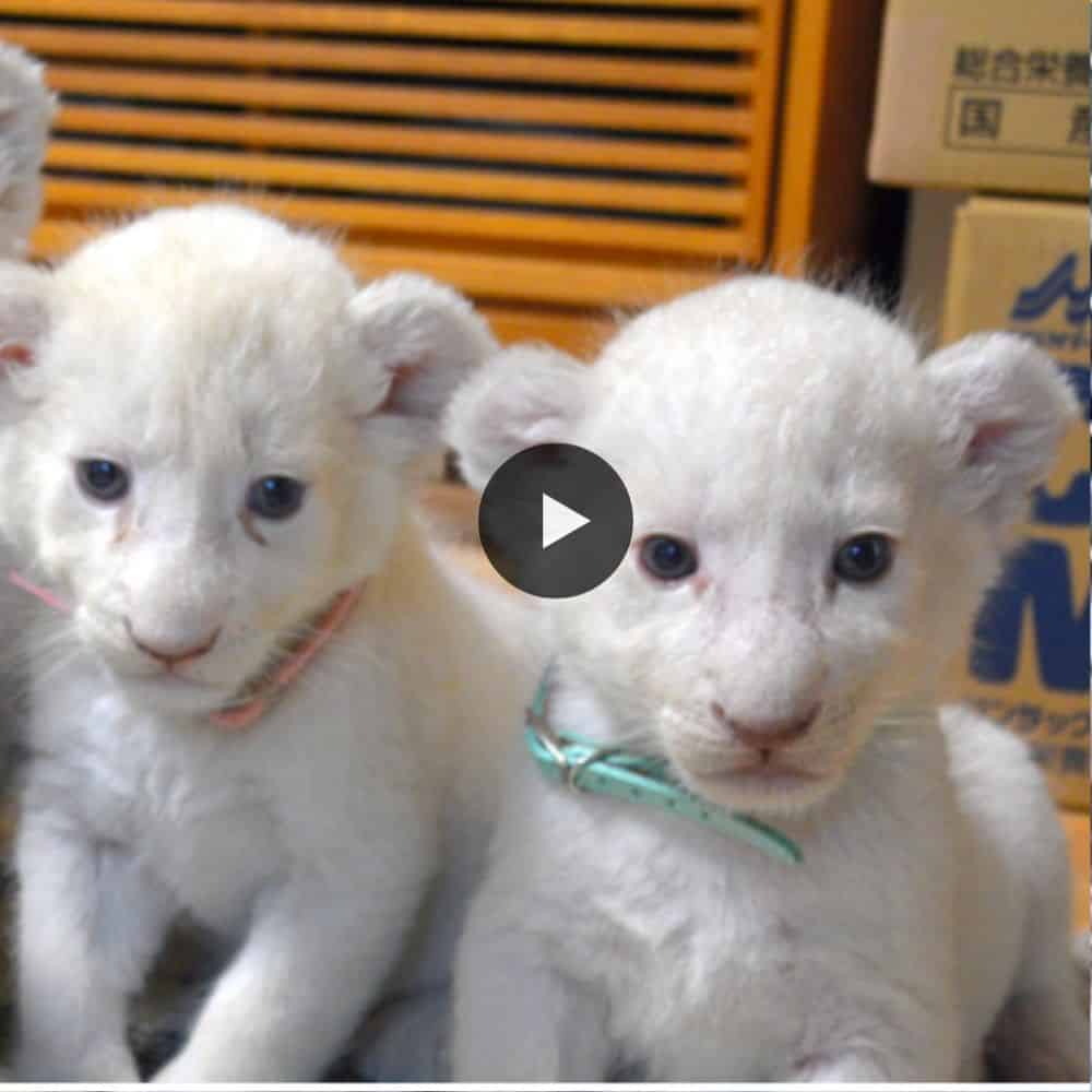 Welcome Four Rare White Lion Cubs Debut First Time , Japan (video)