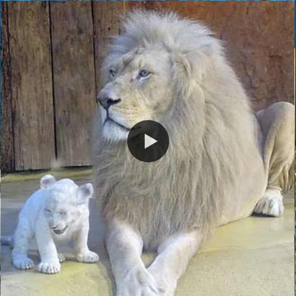 White Lion Cubs With Daddy In Magdeburg Zoo So Beautiful (video)