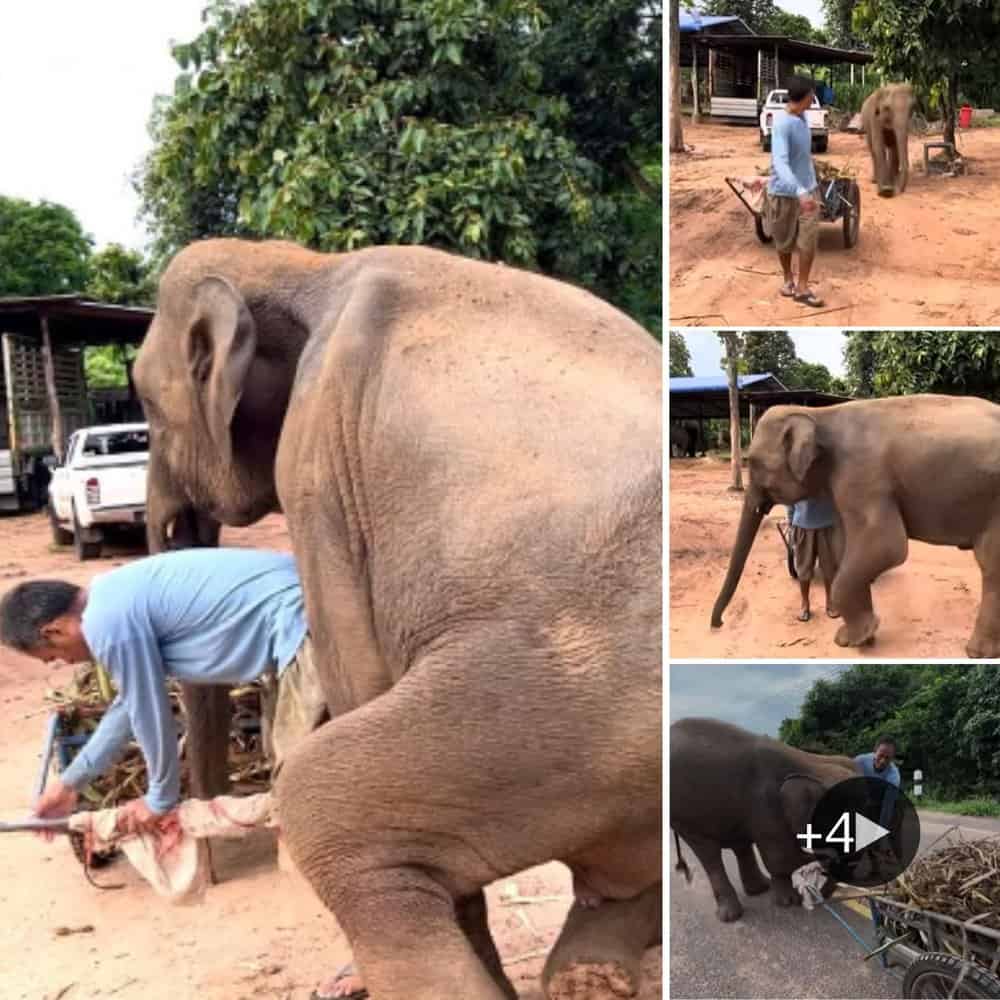 Witness the heartwarming encounter of an elephant’s kindness as he