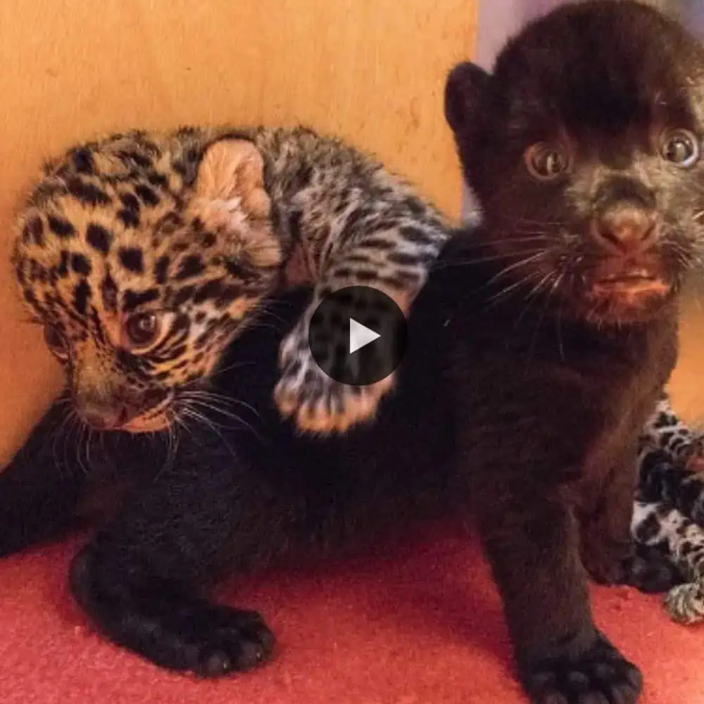 So Cute! A Jaguar In A Zoo In Hangzhou Gives Birth To A Rare Twin Of A Jaguar, A Twin In Different Colors. (video)