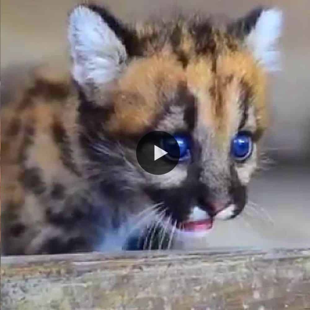 The Blue Eyes Cougar Cubs Make A Big Debut First Time (video)
